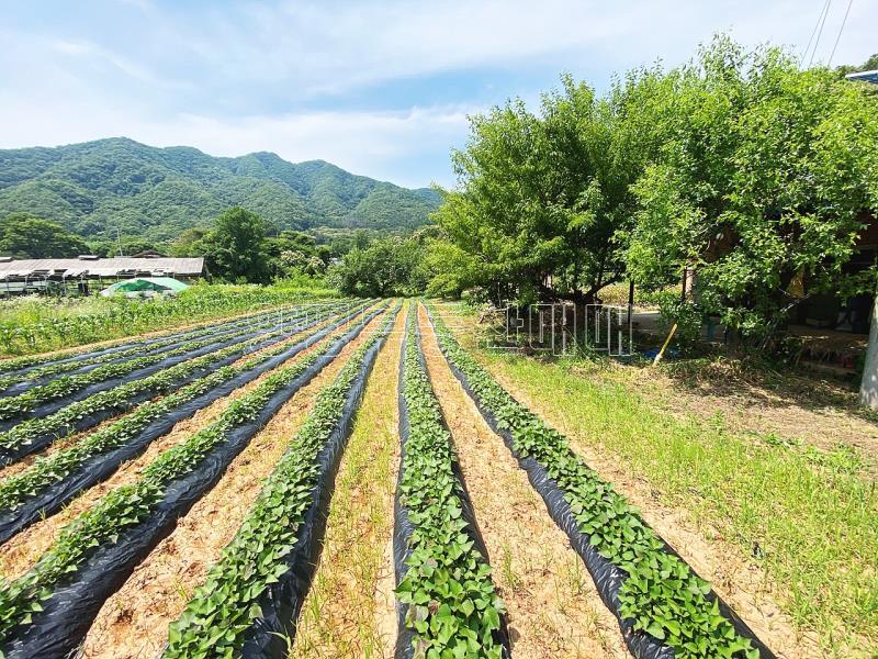 양평군 양서면 청계리 청계산 자락의 공기좋은 토지_3